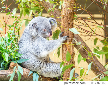 A cute koala relaxing in a tree A cute koala relaxing in a tree 105736102