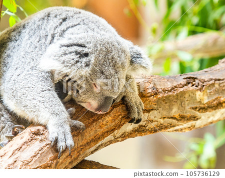 A cute koala relaxing in a tree and falling asleep A cute koala relaxing in a tree and falling asleep 105736129