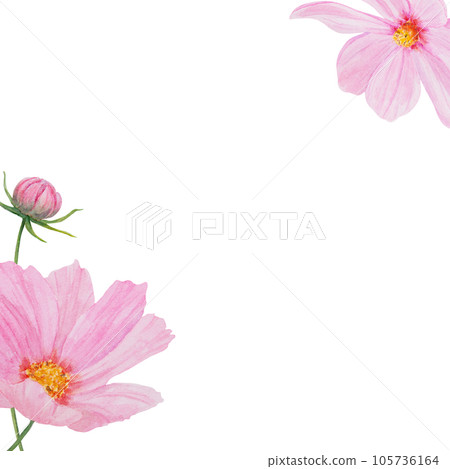 Pink Cosmos watercolor frame. Hand drawn botanical painting, floral sketch. Colorful flower clipart for summer or autumn design of wedding invitation, print, greeting, sublimation, textile 105736164