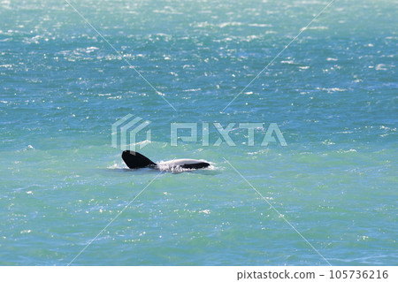 Orcas swimming on the surface, Peninsula Valdes, Patagonia Argentina Orcas swimming on the surface, Peninsula Valdes, Patagonia Argentina 105736216