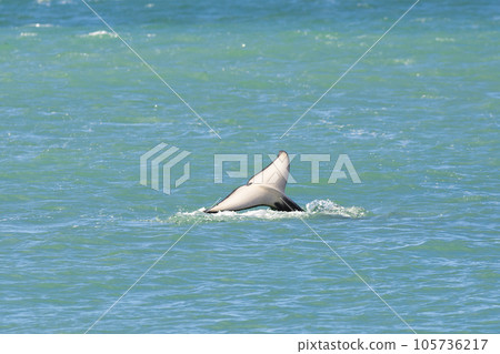 Orca lob tailing on the surface, Peninsula Valdes, Patagonia Argentina Orca lob tailing on the surface, Peninsula Valdes, Patagonia Argentina 105736217