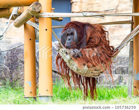 紅毛猩猩在樹蔭下休息 105736259