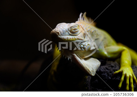 closeup yellow Iguana lying on a branch. Iguana is lizard reptile in the genus Iguana in the iguana family. closeup yellow Iguana lying on a branch. Iguana is lizard reptile in the genus Iguana in the iguana family. 105736306