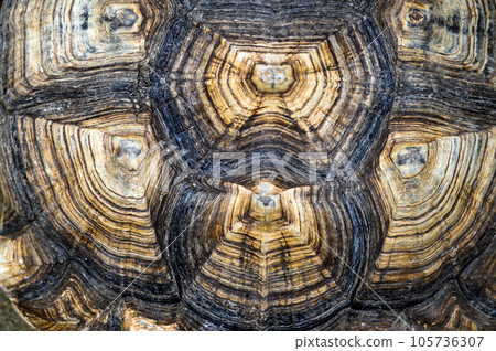 Top view of turtle shell of sulcata tortoise or African spurred tortoise. background and texture. 105736307