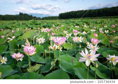 藍天上的蓮花 105736434