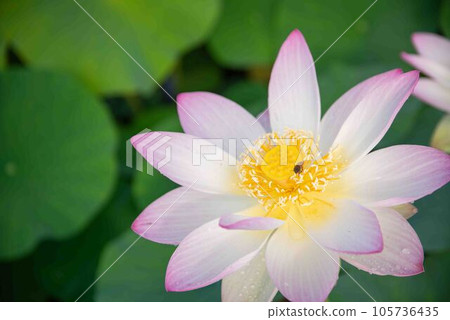白蓮花 白蓮花 105736435