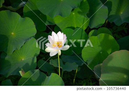 白蓮花 105736440