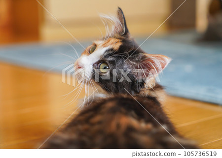 Mike's kitten turning around Mike's kitten turning around 105736519