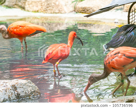 美麗的橙色猩紅色宜必思 105736596