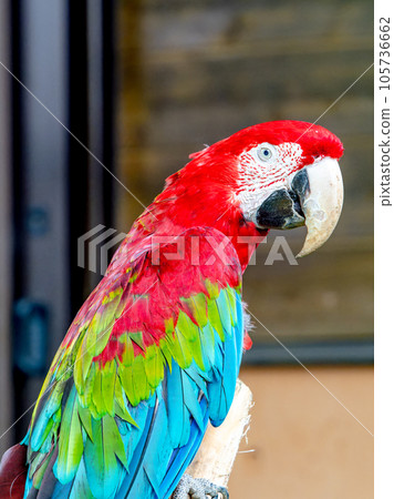 tropical and beautiful parakeet 105736662