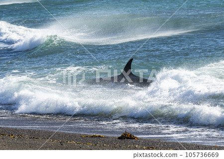 Orca patrolling the coast,Peninsula Valdes, Patagonia Argentina 105736669