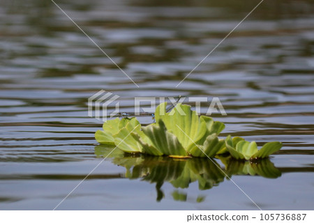 Water plants Water plants 105736887