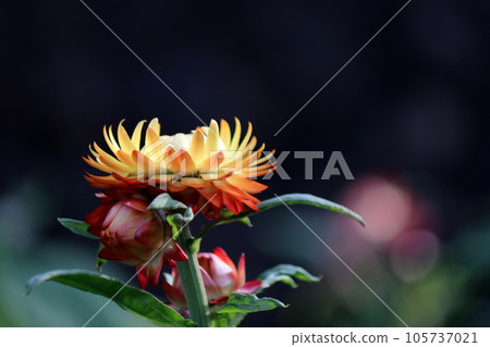 Yellow straw chrysanthemum shining in the setting sun Yellow straw chrysanthemum shining in the setting sun 105737021