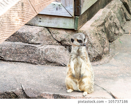 cute and fun meerkat 105737186