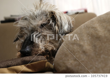 Photographing permission granted Old dog sitting on the sofa and resting Wire-haired dachshund Photographing permission granted Old dog sitting on the sofa and resting Wire-haired dachshund 105737419