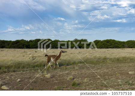 Guanacos, La Pampa, Argentina 105737510