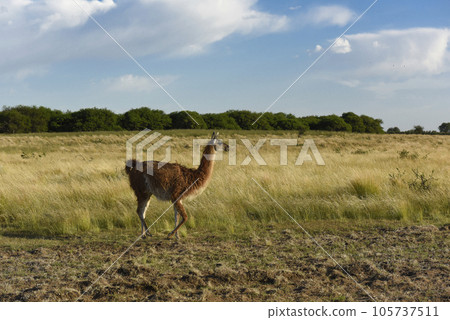 Guanacos, La Pampa, Argentina Guanacos, La Pampa, Argentina 105737511