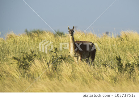 Guanacos, La Pampa, Argentina 105737512
