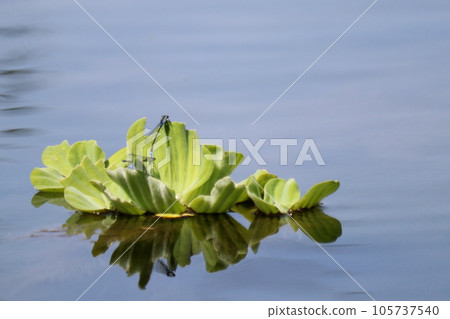 Ittombo and aquatic plants 105737540