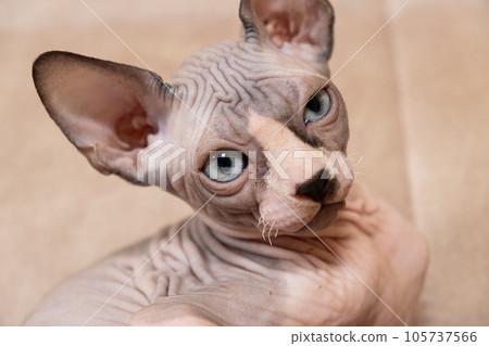 A large portrait of a 3-month-old Canadian Sphynx kitten on a beige background. A large portrait of a 3-month-old Canadian Sphynx kitten on a beige background. 105737566