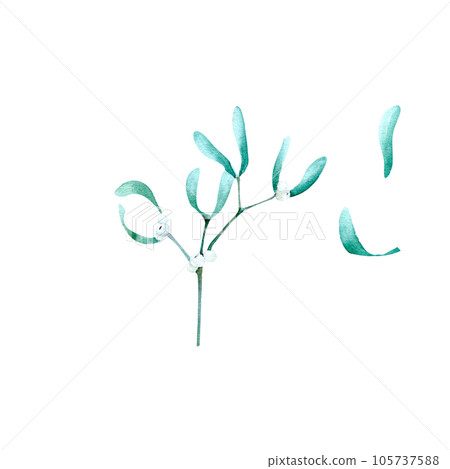 Christmas watercolor traditional greenery mistletoe isolated elemet with two single leaves 105737588