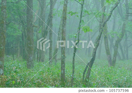 Mysterious moss forest Mysterious moss forest 105737596