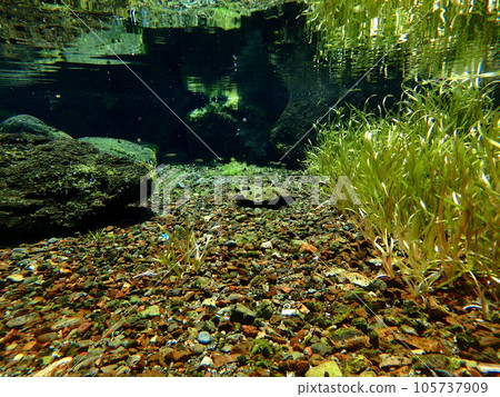 A spring of spring water where fish flock A spring of spring water where fish flock 105737909