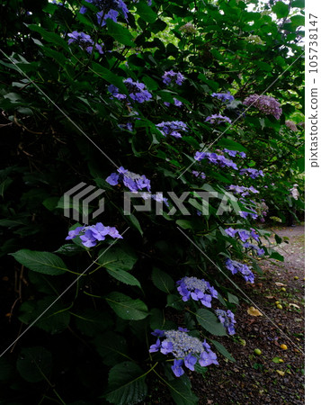 Rainy season flower, hydrangea Rainy season flower, hydrangea 105738147