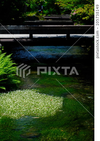 Samegai with plum flower algae blooming 105738149