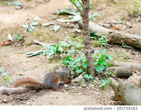 Cute Japanese squirrel Cute Japanese squirrel 105738163