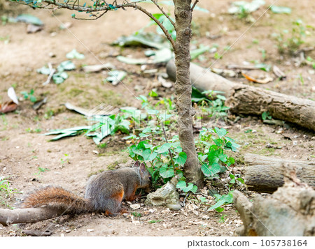 Cute Japanese squirrel Cute Japanese squirrel 105738164