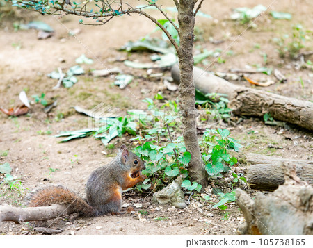 Cute Japanese squirrel Cute Japanese squirrel 105738165