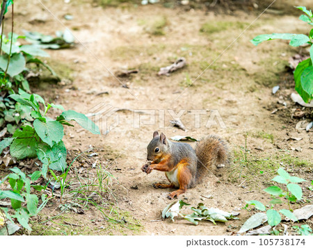 A cute Japanese squirrel eating A cute Japanese squirrel eating 105738174