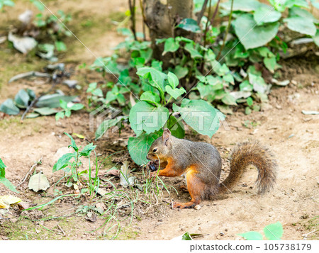 A cute Japanese squirrel eating A cute Japanese squirrel eating 105738179