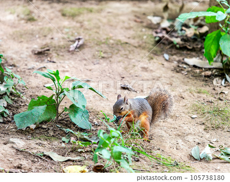 A cute Japanese squirrel eating 105738180