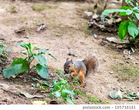 A cute Japanese squirrel eating A cute Japanese squirrel eating 105738181