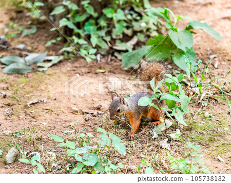 Cute Japanese squirrel Cute Japanese squirrel 105738182