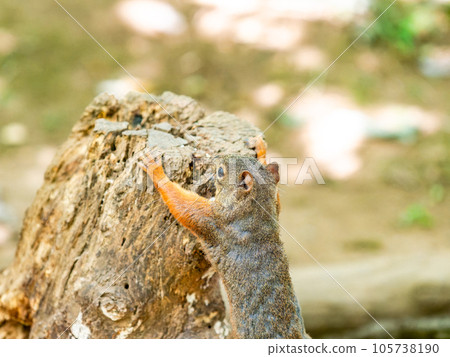 Cute Japanese squirrel Cute Japanese squirrel 105738190