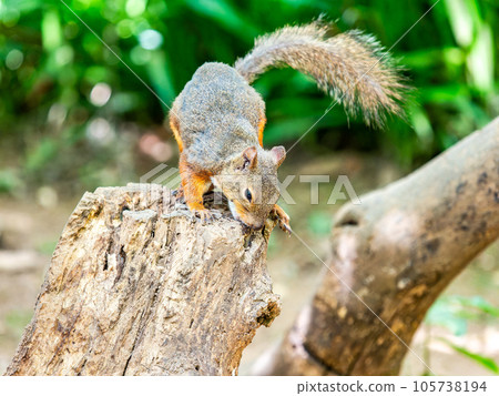 Cute Japanese squirrel Cute Japanese squirrel 105738194