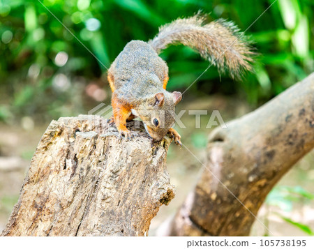 Cute Japanese squirrel Cute Japanese squirrel 105738195