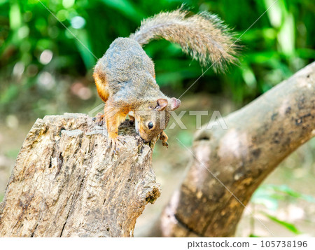 Cute Japanese squirrel Cute Japanese squirrel 105738196