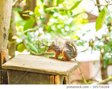 Cute Japanese squirrel Cute Japanese squirrel 105738209