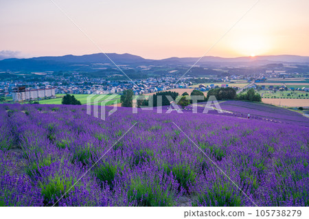 (北海道)上富良野日出公園薰衣草園夜景 (北海道)上富良野日出公園薰衣草園夜景 105738279
