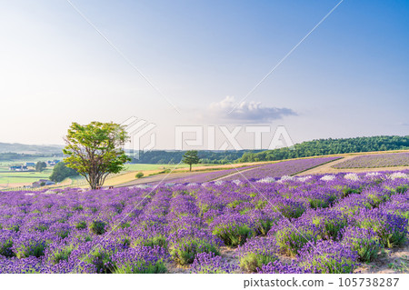 (Hokkaido) Kamifurano Hinode Park Lavender Garden Evening View 105738287