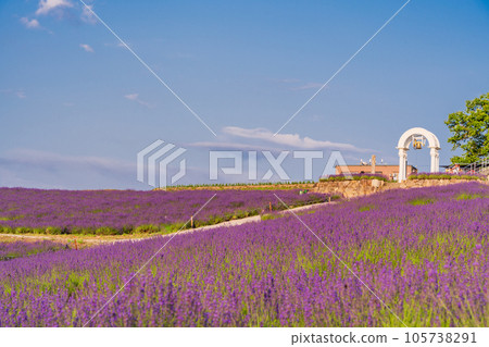 (Hokkaido) Kamifurano Hinode Park Lavender Garden Evening View (Hokkaido) Kamifurano Hinode Park Lavender Garden Evening View 105738291