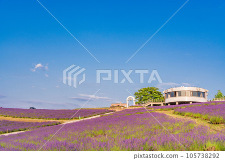 （北海道）上富良野日出公園薰衣草園夜景 105738292