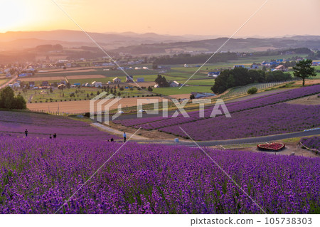 (北海道)上富良野日出公園薰衣草園夜景 (北海道)上富良野日出公園薰衣草園夜景 105738303