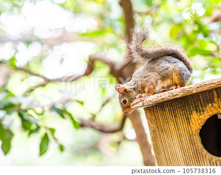 Cute Japanese squirrel Cute Japanese squirrel 105738316