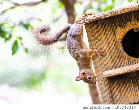 Cute Japanese squirrel 105738317