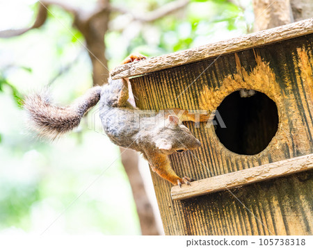 Cute Japanese squirrel 105738318